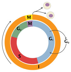 Cell_Cycle_2-2