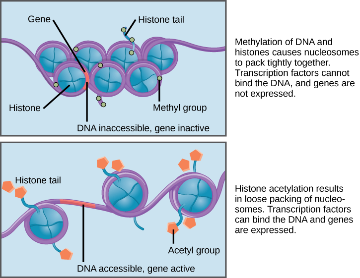 Gene regulation | Biological Principles