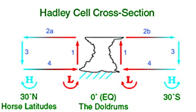 Hadley cell cross-section.The Hadley cell is one of three atmospheric circulation cells which transport heat poleward and drive Earth's weather. Created with Photoshop. 2004 D. Windrim