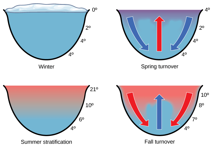 The spring and fall turnovers are important processes in freshwater lakes that act to move the nutrients and oxygen at the bottom of deep lakes to the top. Turnover occurs because water has a maximum density at 4 °C. Surface water temperature changes as the seasons progress, and denser water sinks. How might turnover in tropical lakes differ from turnover in lakes that exist in temperate regions? (Source: Open Stax Biology