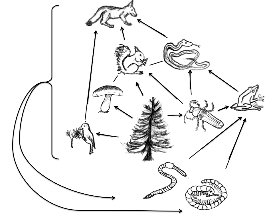 A simplified community food web illustrating ecological interactions among species typical in a northern Boreal terrestrial ecosystem. Arrows indicate the direction of energy flow through the food web. (Source: Modified from Thompsma (Own work) [CC BY 3.0 (http://creativecommons.org/licenses/by/3.0)], via Wikimedia Commons)