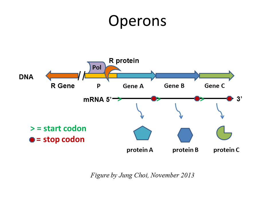 A generic operon in prokaryotes. R = a regulatory protein (transcription factor); P = promoter; Pol = RNA polymerase 