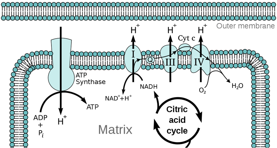 The electron transport chain takes electrons from reduced electron carriers (NADH) and passes them to a terminal electron acceptor (O2), and uses the free energy released to generate a membrane proton gradient. Note that the ATP synthase is not part of the electron transport chain, but is shown here because it uses the proton gradient to power ATP synthesis. The ETC builds up the proton gradient, while the ATP synthase discharges the proton gradient in the process of making ATP. 