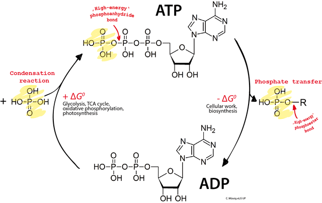 640px-adp_atp_cycle