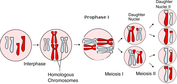 Cell division: mitosis and meiosis | Biological Principles