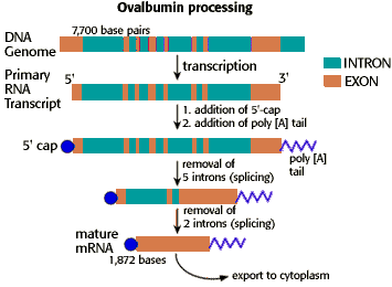 Eukaryotic pre-mRNA processing