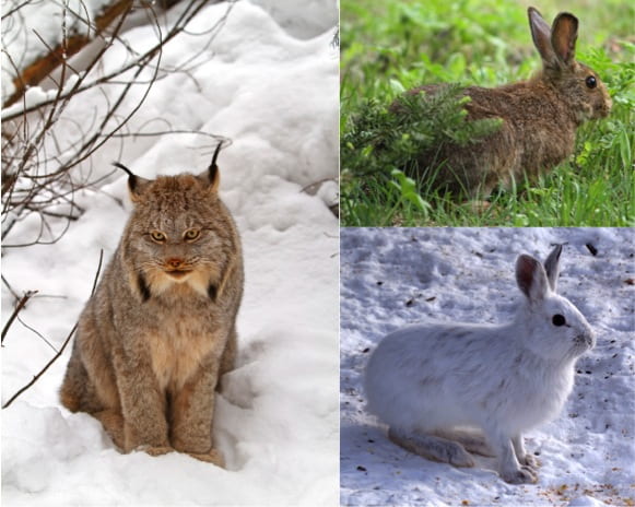 Canadian Lynx and Snowshoe Hare