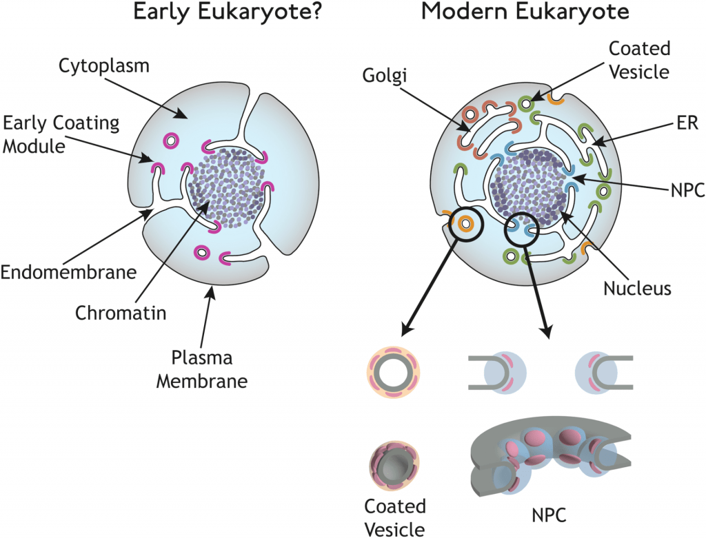 common evolutionary origin for the endomembrane system and the nucleus