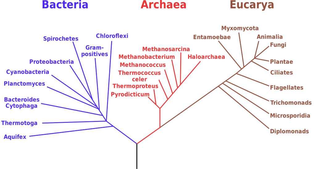 three domains of life tree
